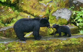 Bear Viewing & Wildlife Encounter in Ketchikan, Alaska